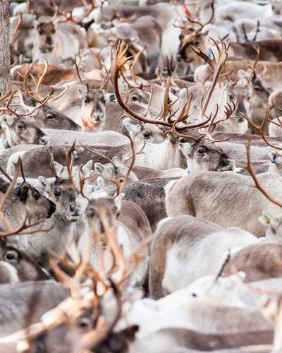 winter safari finland
